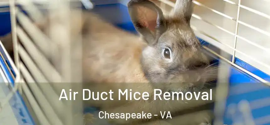  Air Duct Mice Removal Chesapeake - VA